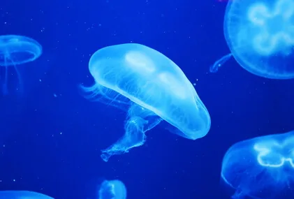 Meduse fluorescenti e proteina verde: una nuova fonte di energia per i dispositivi medici.